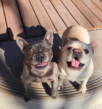 Muffin -  French Bulldog Dog for Adoption in Severance, Colorado - Muffin | PetCurious