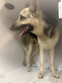 German Shepherd Dog Dogs Available for Adoption in Houston, Texas - A654414 | PetCurious