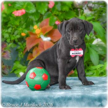 Mulberry -  Labrador Retriever Dog for Adoption in Wake Forest, North Carolina - Mulberry | PetCurious