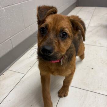 German Shepherd Dog Dogs Available for Adoption in Lufkin, Texas - Elizabeth | PetCurious