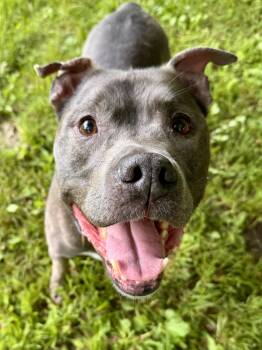 Blue -  Mixed Breed Dog for Adoption in Midland, Michigan - Blue | PetCurious