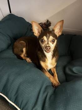 Lionel -  Chihuahua and Mixed Breed Dog Available for Adoption in New Orleans, Louisiana - Lionel | PetCurious