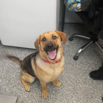 German Shepherd Dog and Mixed Breed Dogs Available for Adoption in Parkersburg, West Virginia - Delilah | PetCurious