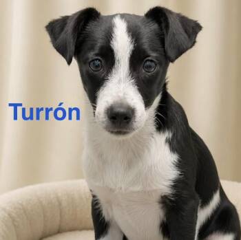 Turron -  Labrador Retriever Dog for Adoption in Albany, New York - Turron | PetCurious