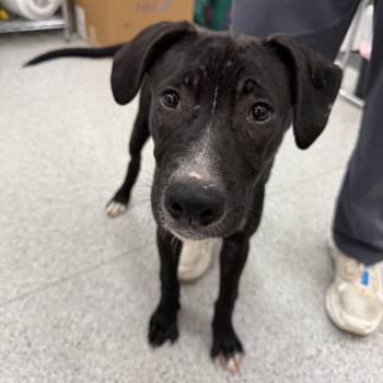 Gibby *Available Soon* -  Mixed Breed Dog for Adoption in Dover, New Hampshire - Gibby *Available Soon* | PetCurious