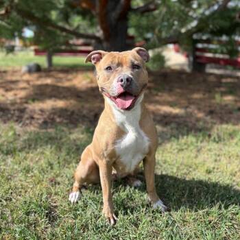 Lovina -  Pit Bull Terrier and Mixed Breed Dog for Adoption in Fargo, North Dakota - Lovina | PetCurious