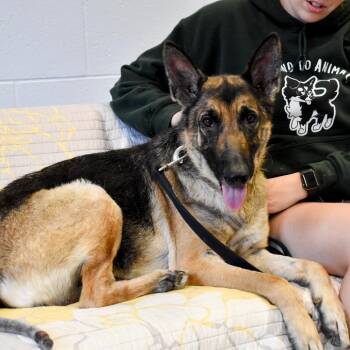German Shepherd Dog Dogs Available for Adoption in Fairport, New York - Onyx | PetCurious
