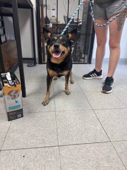 Rug Rat -  Australian Cattle Dog Blue Heeler Dog for Adoption in Sorrento, Louisiana - Rug Rat | PetCurious