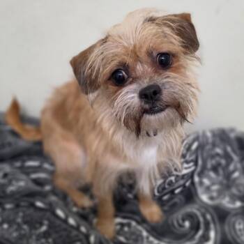 Coca - Chino Hills Location -  Terrier and Mixed Breed Dog for Adoption in Chino Hills, California - Coca - Chino Hills Location | PetCurious