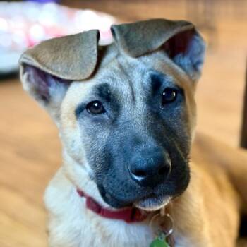 German Shepherd Dog and Mixed Breed Dogs Available for Adoption in Fort Collins, Colorado - Waheela | PetCurious