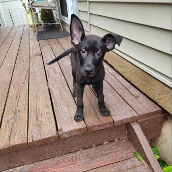 Mixed Breed Dogs Available for Adoption - Brand FOSTER-TO-ADOPT ELIGIBLE! | PetCurious