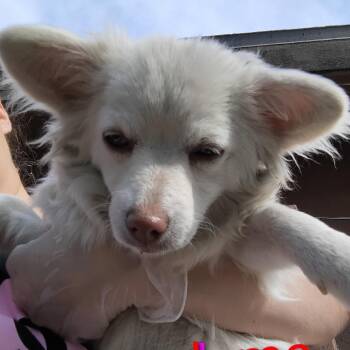 Chihuahua Dogs Available for Adoption - Paloma | PetCurious