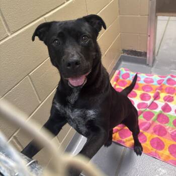 Mixed Breed Dogs Available for Adoption in Columbus, Georgia - 05/28/2026-Stray-OatesAvenue | PetCurious