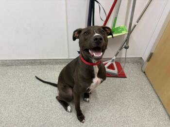 MURDOCK -  Pit Bull Terrier and Mixed Breed Dog for Adoption in Loveland, Colorado - MURDOCK | PetCurious