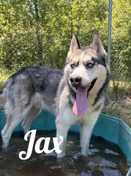 Jax -  Husky Dog Available for Adoption in Manistee, Michigan - Jax | PetCurious