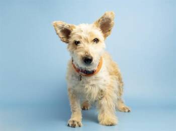 FABLE -  Cairn Terrier Dog for Adoption in Phoenix, Arizona - FABLE | PetCurious