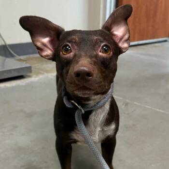 Midnight -  Chihuahua and Mixed Breed Dog for Adoption in Yuma, Arizona - Midnight | PetCurious