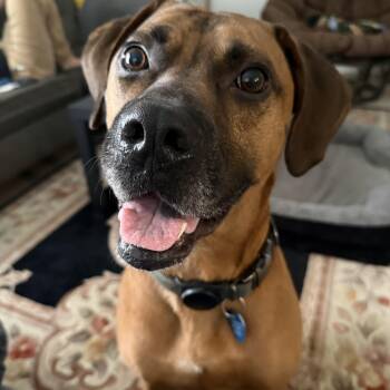 Dutch -  Rhodesian Ridgeback Dog for Adoption in Austin, Texas - Dutch | PetCurious