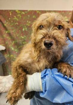 Toffee -  Terrier and Mixed Breed Dog for Adoption in San Antonio, Texas - Toffee | PetCurious