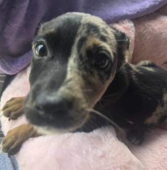 Phantom -  Catahoula Leopard Dog Dog for Adoption in Boca Raton, Florida - Phantom | PetCurious