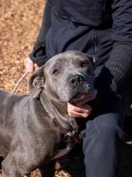 Fallia -  Mixed Breed Dog for Adoption in Chamblee, Georgia - Fallia | PetCurious