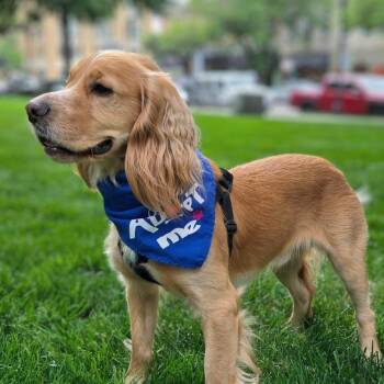 Cocker Spaniel Dogs Available for Adoption in Shelby, North Carolina - Shelby | PetCurious
