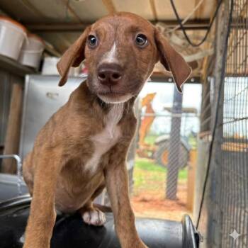 Brownie Bite -  Labrador Retriever Dog Available for Adoption in Austin, Texas - Brownie Bite | PetCurious