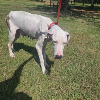 Annie -  Great Dane Dog for Adoption in Wadena, Minnesota - Annie | PetCurious
