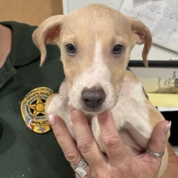 Chess -  Whippet and Mixed Breed Dog for Adoption in Buchanan Dam, Texas - Chess | PetCurious