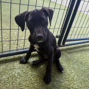 Costa -  Black Labrador Retriever and Pit Bull Terrier Dog for Adoption in Titusville, Florida - Costa | PetCurious