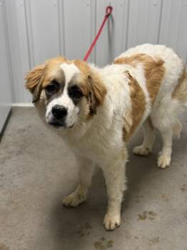 Great Pyrenees and Saint Bernard Dogs Available for Adoption in Lancaster, Ohio - Kelly | PetCurious