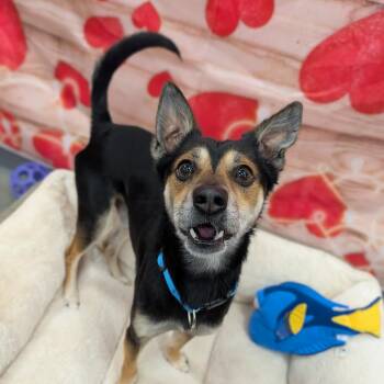 Mixed Breed Dogs Available for Adoption - Delano | PetCurious
