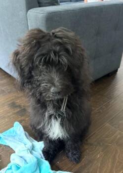 Reno -  Australian Shepherd and Poodle Dog for Adoption in Triana, Alabama - Reno | PetCurious