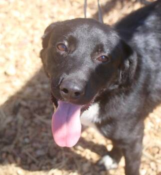Australian Shepherd Dogs Available for Adoption in Brookhaven, Mississippi - Tipsy 26 | PetCurious