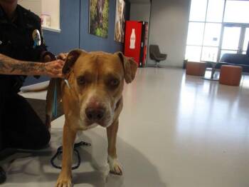PHOENIX -  Pit Bull Terrier and Mixed Breed Dog for Adoption in Ocala, Florida - PHOENIX | PetCurious