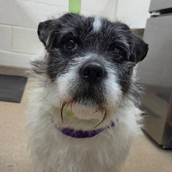 Cora -  Rat Terrier and Shar Pei Dog Available for Adoption in Zanesville, Ohio - Cora | PetCurious