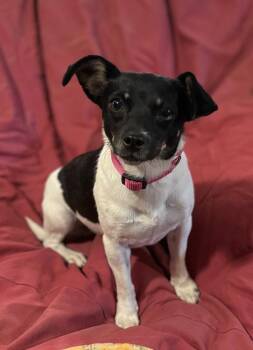 Rat Terrier and Jack Russell Terrier Dogs Available for Adoption in Brookshire, Texas - Candace | PetCurious