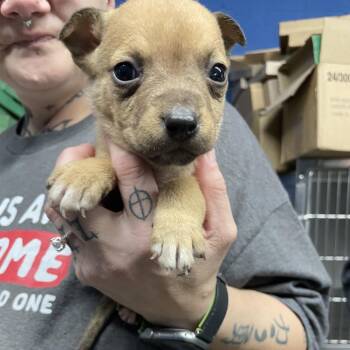 Terrier Dogs Available for Adoption - NY Queen Avail Feb 14 (Tractor Supply Patterson) | PetCurious