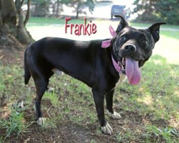 Frankie -  Labrador Retriever and Border Collie Dog for Adoption in Parma, Ohio - Frankie | PetCurious