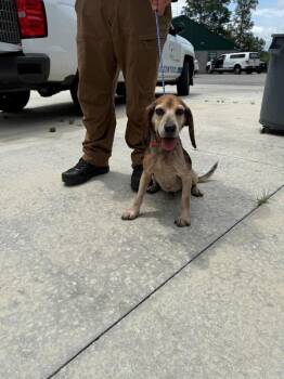 Bud -  Beagle Dog for Adoption in Campbellsville, Kentucky - Bud | PetCurious