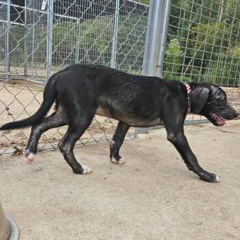 Willie (USA) -  Hound and Mixed Breed Dog for Adoption in Clarksville, Arkansas - Willie (USA) | PetCurious