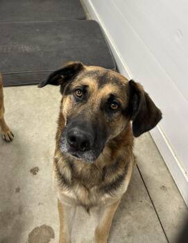 Rescue German Shepherd Dog and Golden Retriever Dogs for Adoption in Blue Earth, Minnesota - Tate | PetCurious