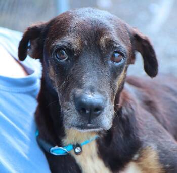 Sapphire (AO37366) -  Terrier Dog for Adoption in Kansas City, Kansas - Sapphire (AO37366) | PetCurious