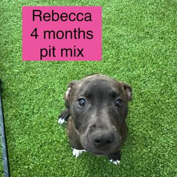 Pit Bull Terrier Dogs Available for Adoption in Tampa, Florida - Rebecca | PetCurious