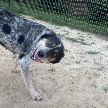Gigi -  Australian Cattle Dog Blue Heeler and Mixed Breed Dog Available for Adoption in West Point, Mississippi - Gigi | PetCurious