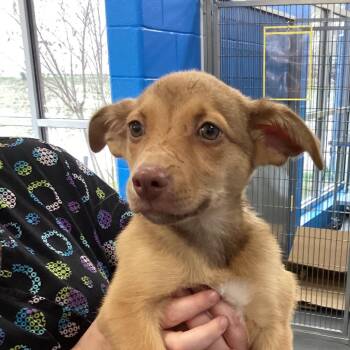 Terrier and Mixed Breed Dogs Available for Adoption - Buzz | PetCurious