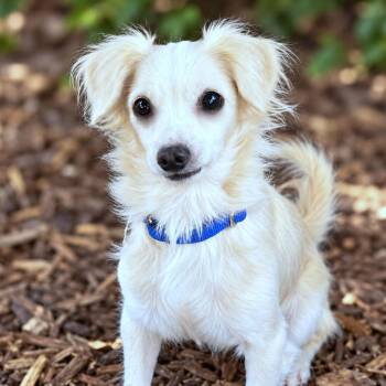 Feta -  Papillon and Chihuahua Dog for Adoption in Boerne, Texas - Feta | PetCurious