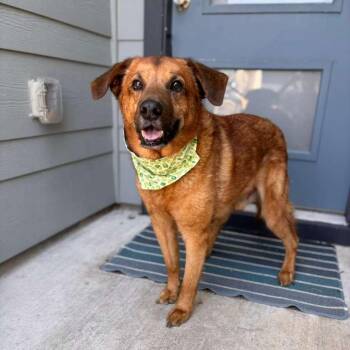 Shepherd Dogs Available for Adoption - Conway | PetCurious