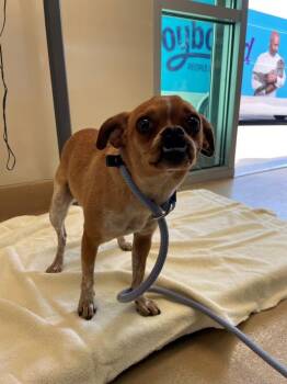 Polly Porkchop -  Chihuahua and Pug Dog for Adoption in Walnut Creek, California - Polly Porkchop | PetCurious
