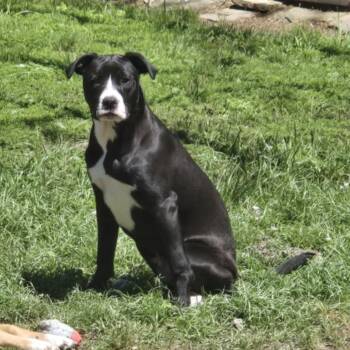 Rescue Labrador Retriever and American Staffordshire Terrier Dogs for Adoption in Spring, Texas - Sammy | PetCurious